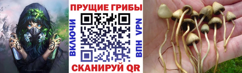 Галлюциногенные грибы мицелий продажа наркотиков ссылка на мегу Вуктыл